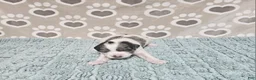 Mini Bernedoodle dogs for sale: F1b Tennessee - Ad 4