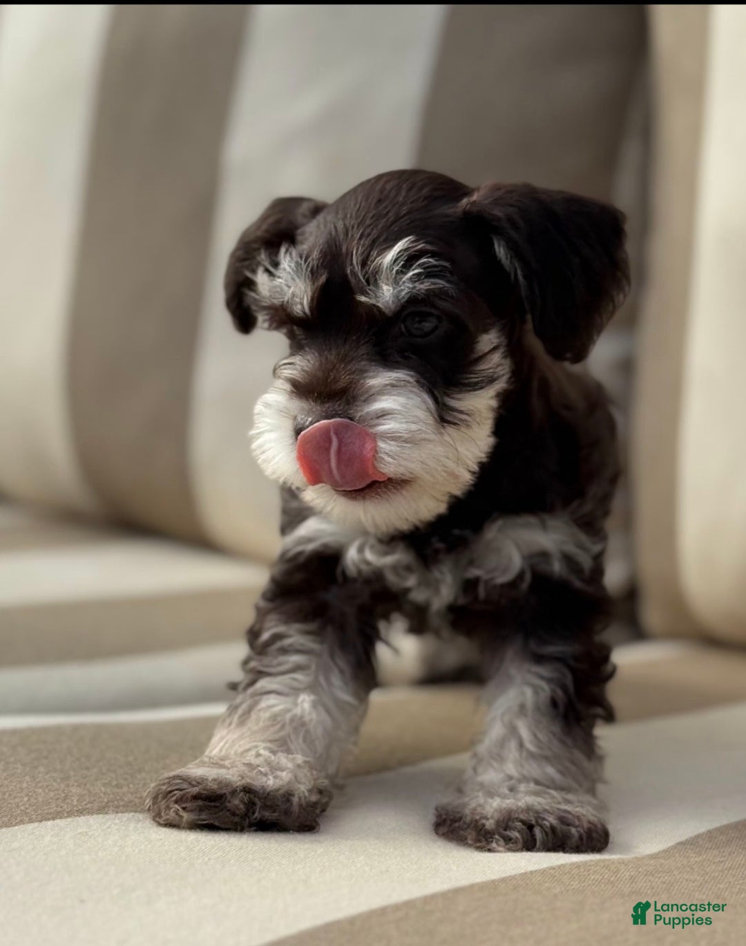 Miniature Schnauzer dogs for sale: Hershel - Ad 5