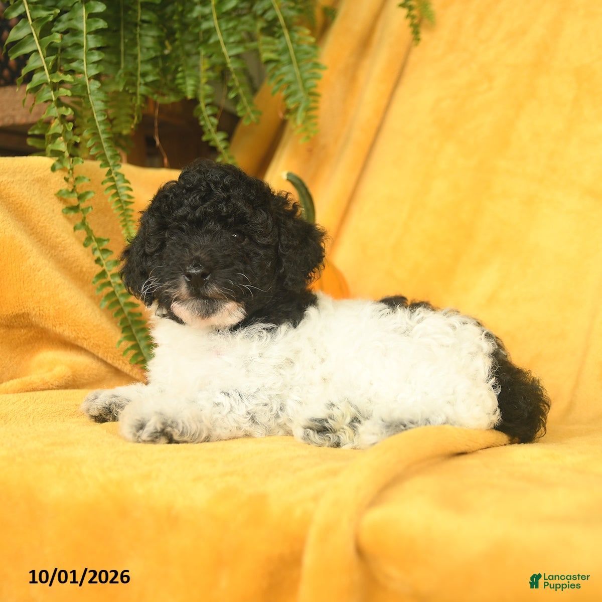 Toy Poodle dogs for sale: Tootsie - Ad 1