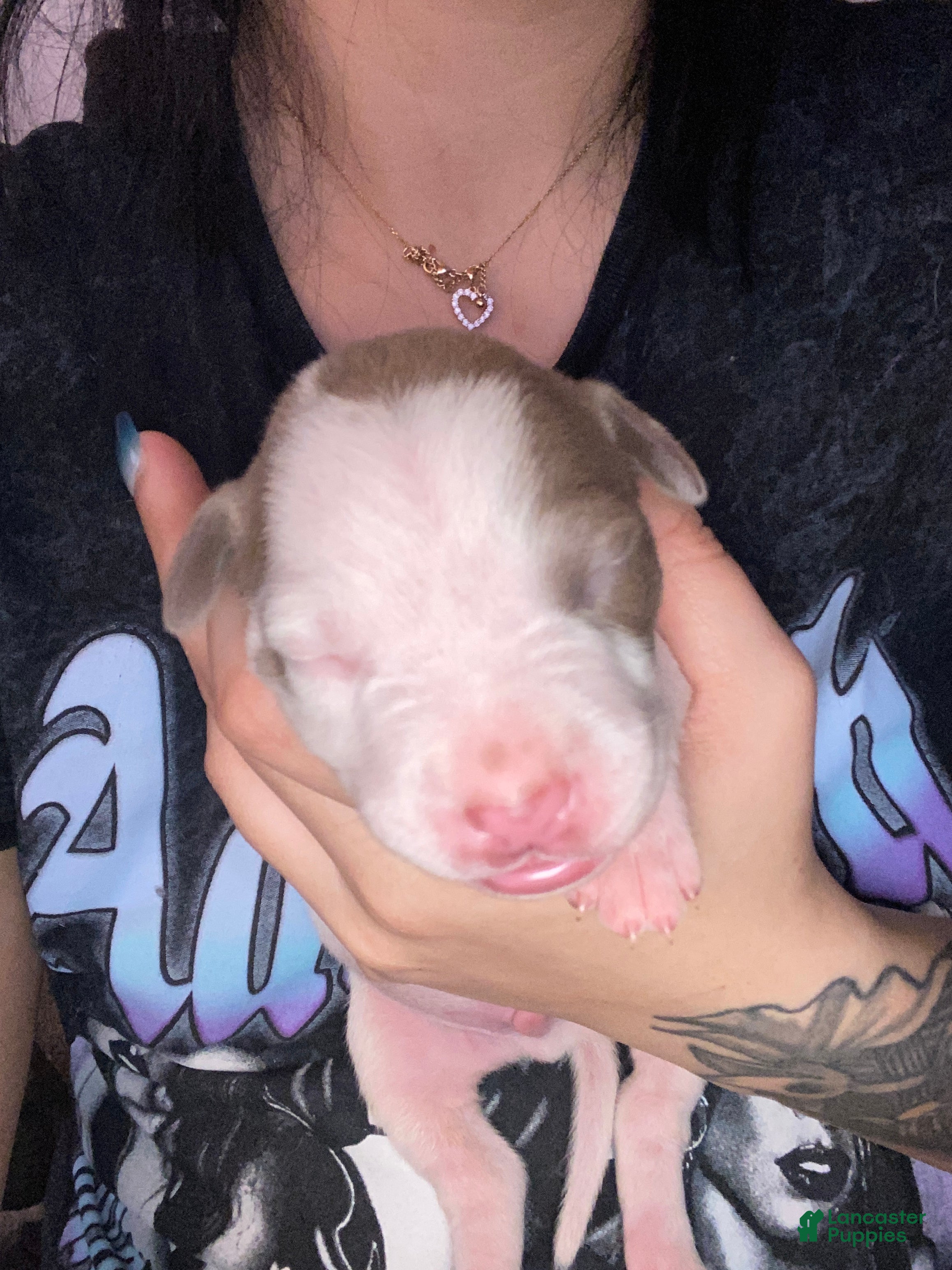 Mixed Breed dogs Mixed Breed Puppy 2 - Ad 5