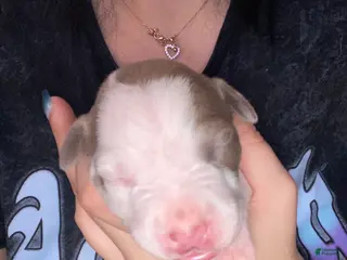 Mixed Breed dogs Mixed Breed Puppy 2 - Ad 5