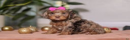 Cockapoo dogs for sale: Ivy - Ad 3