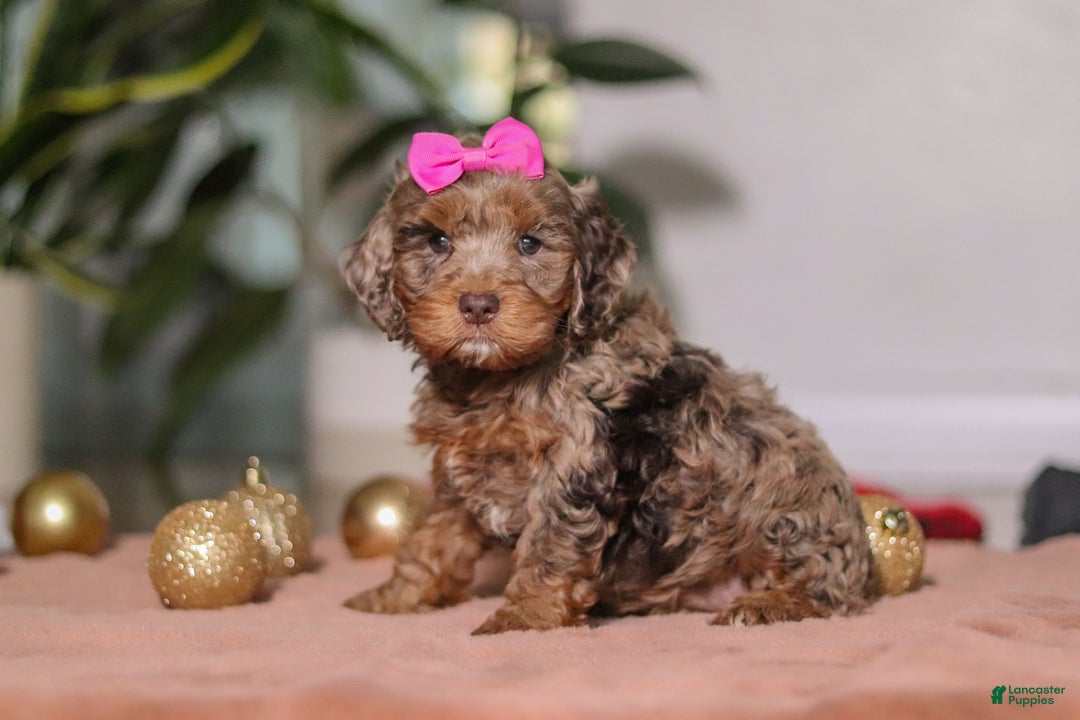 Cockapoo dogs for sale: Ivy - Ad 3