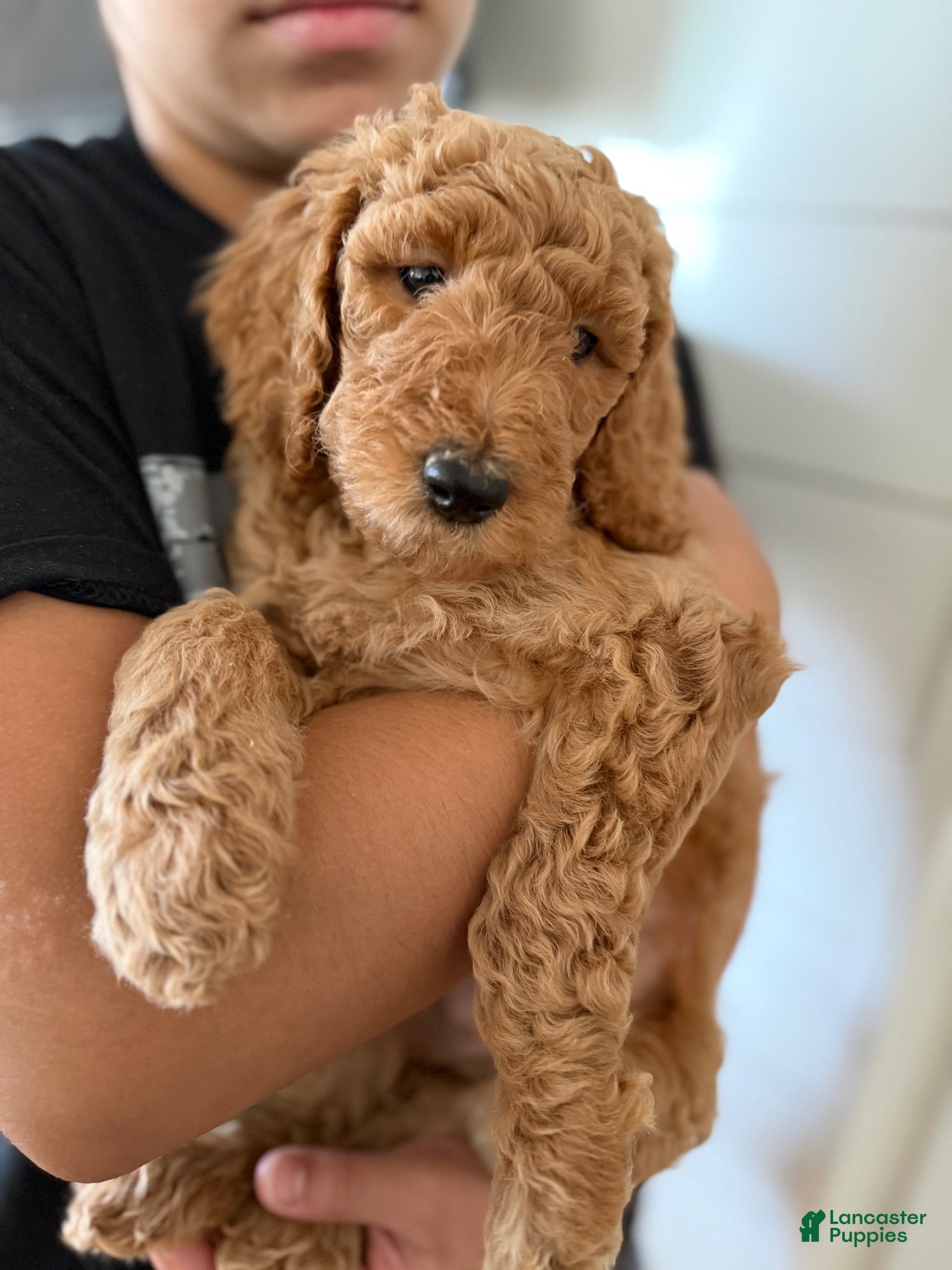 Labradoodle dogs Labradoodle 2 - Ad 1