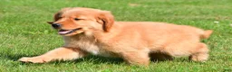 Golden Retriever dogs for sale: Max - Ad 10