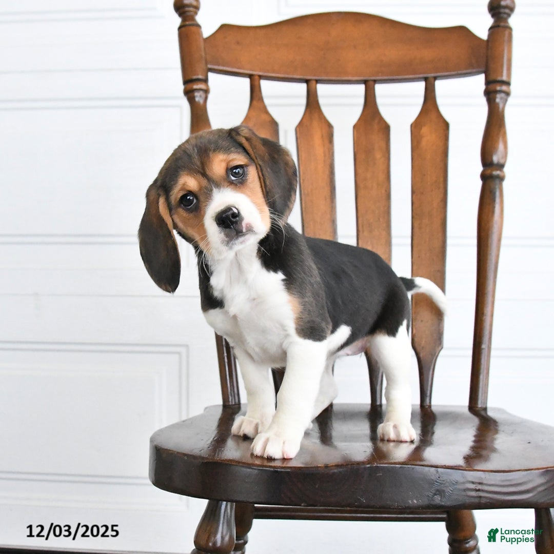 Beaglier dogs for sale: Hope - Ad 1