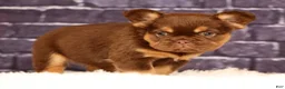 French Bulldog dogs for sale: CoCo - Ad 9