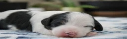 Mini Bernedoodle dogs for sale: Teagan - Ad 3