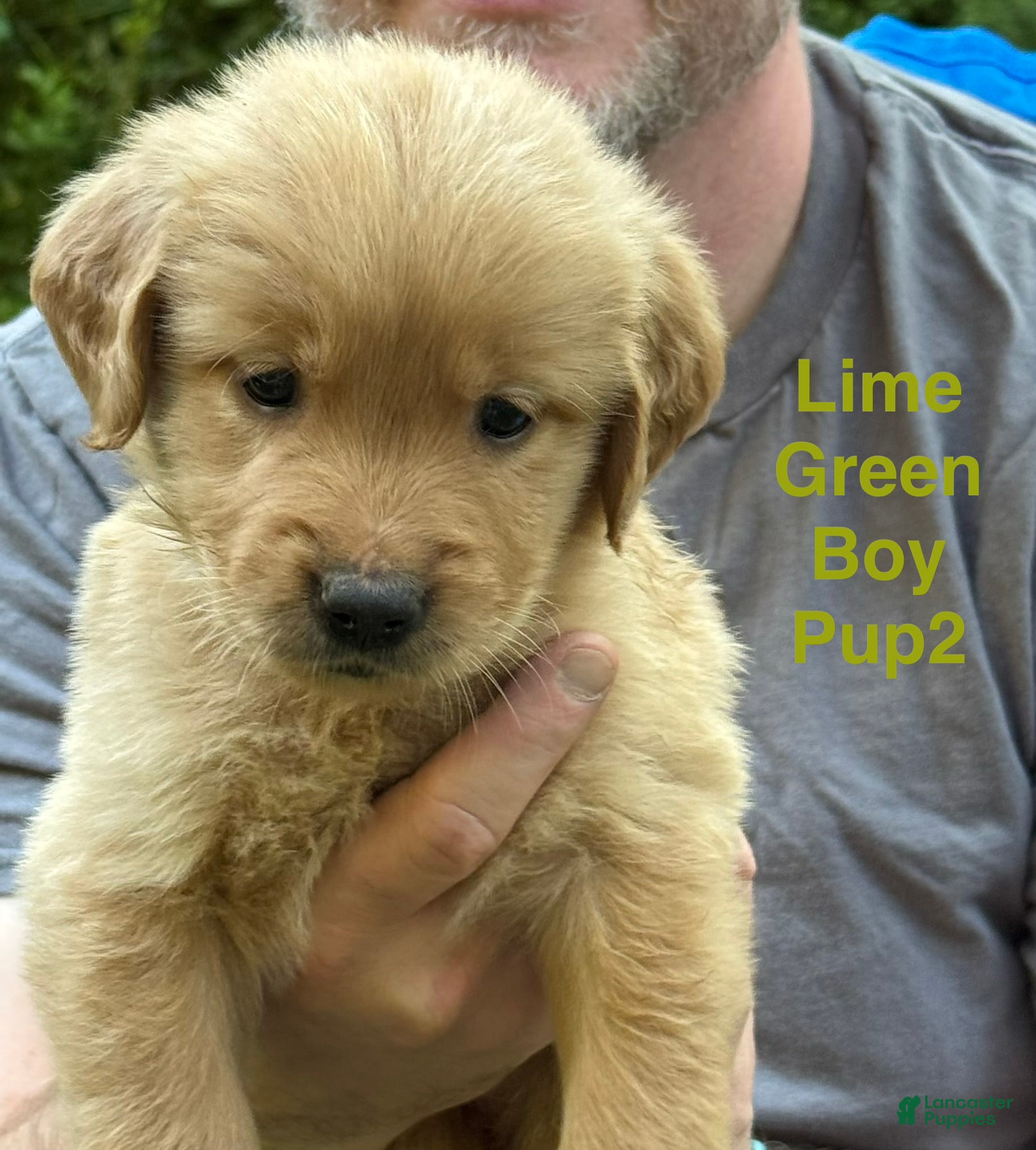 Golden Retriever dogs for sale: Runt Male-Lime Green Boy - Ad 4
