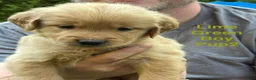 Golden Retriever dogs for sale: Runt Male-Lime Green Boy - Ad 1