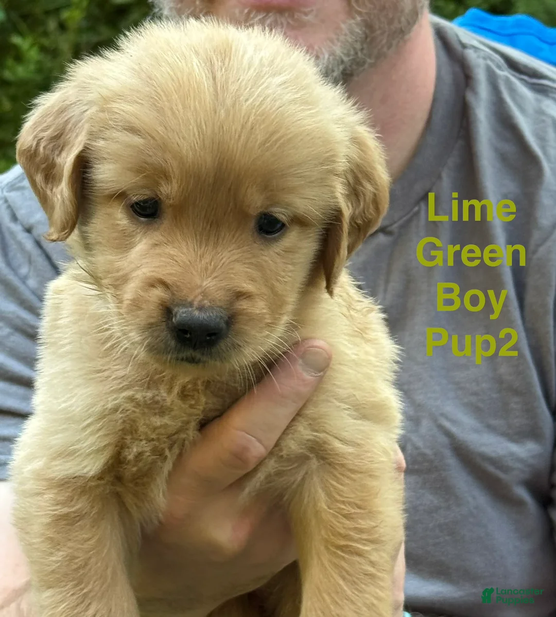 Golden Retriever dogs for sale: Runt Male-Lime Green Boy - Ad 1