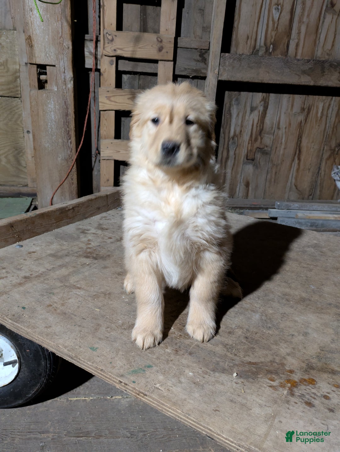 Golden Retriever dogs for sale: Reba - Ad 1