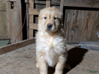 Golden Retriever dogs Reba - Ad 16