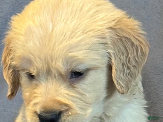 Golden Retriever dogs Purple Male -Penny - Ad 4