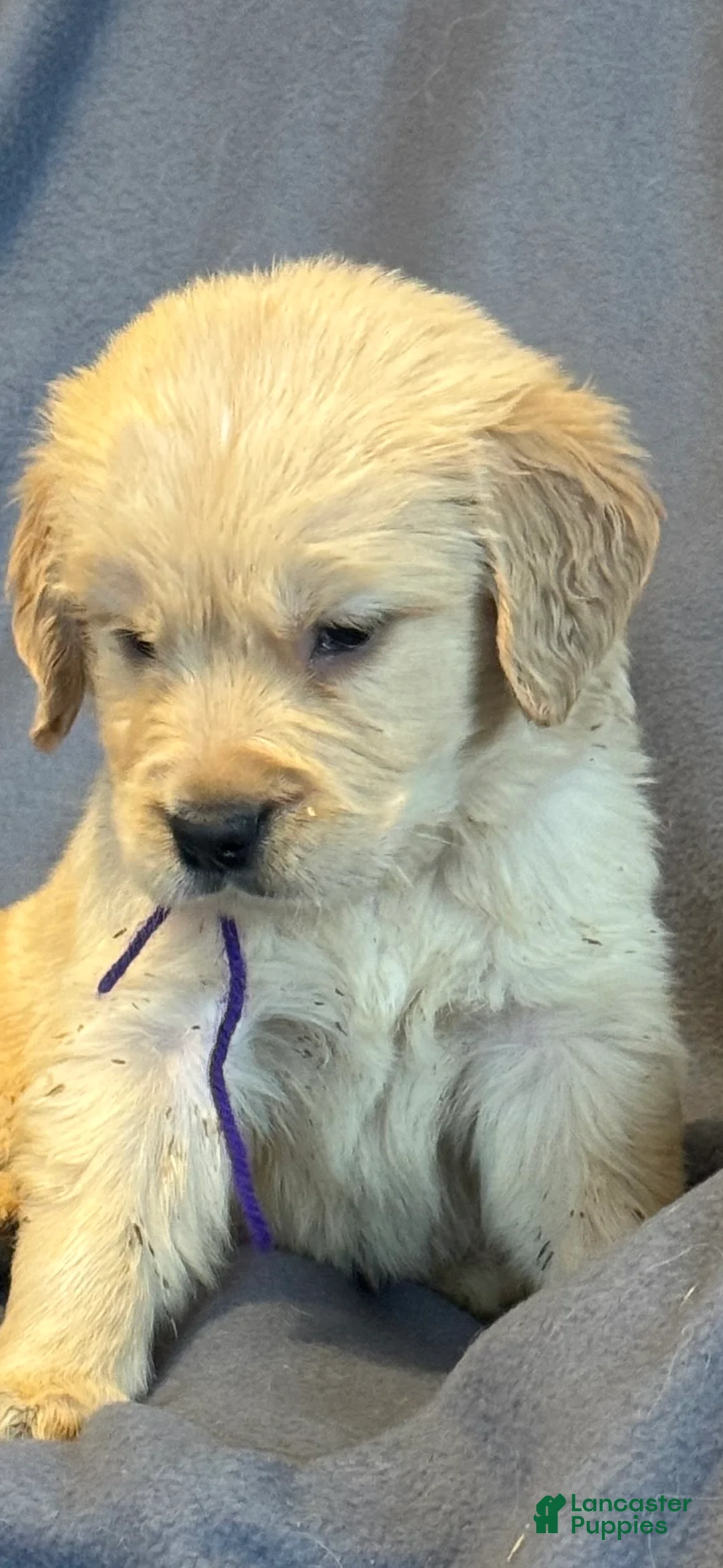 Golden Retriever dogs for sale: Purple Male -Penny  - Ad 10