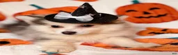 Pomsky dogs for sale: Drake - Ad 17
