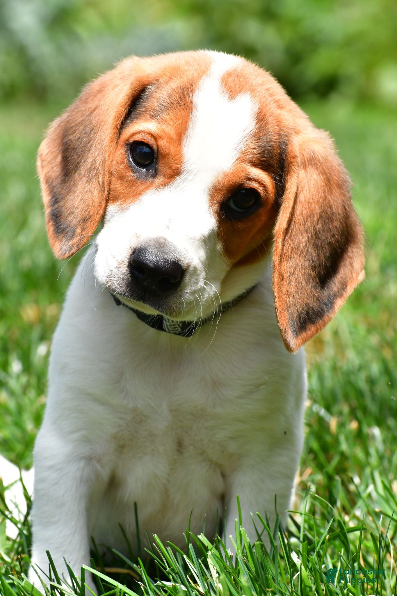 Beagle dogs Max - Ad 2