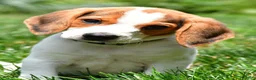 Beagle dogs for sale: Max - Ad 2