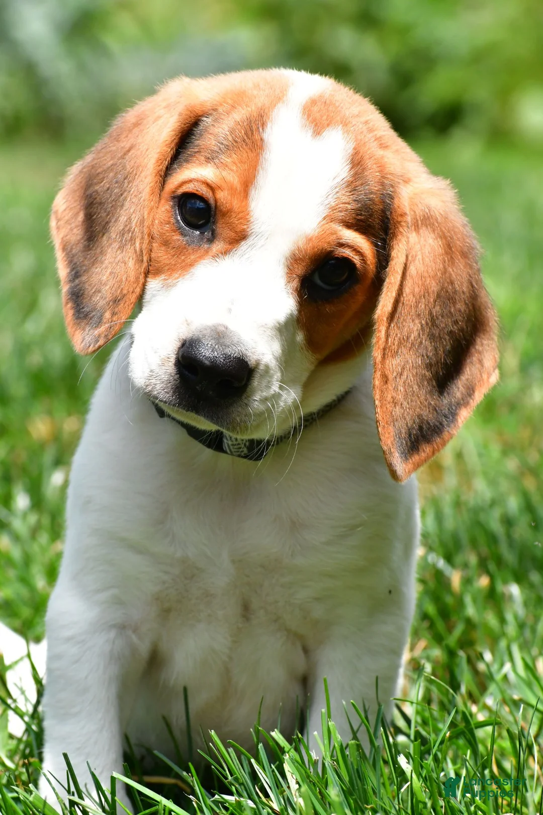 Beagle dogs for sale: Max - Ad 2