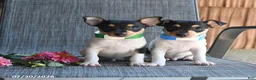 Toy Fox Terrier dogs for sale: Cliff - Ad 6