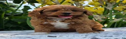 Cavapoo dogs for sale: Lonnie - Ad 9