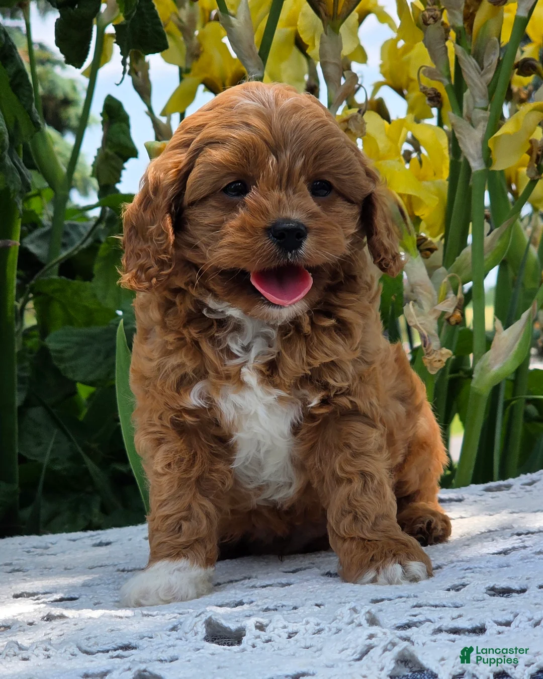 Cavapoo dogs for sale: Lonnie - Ad 9