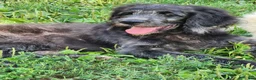 Labradoodle dogs for sale: Bill - Ad 2