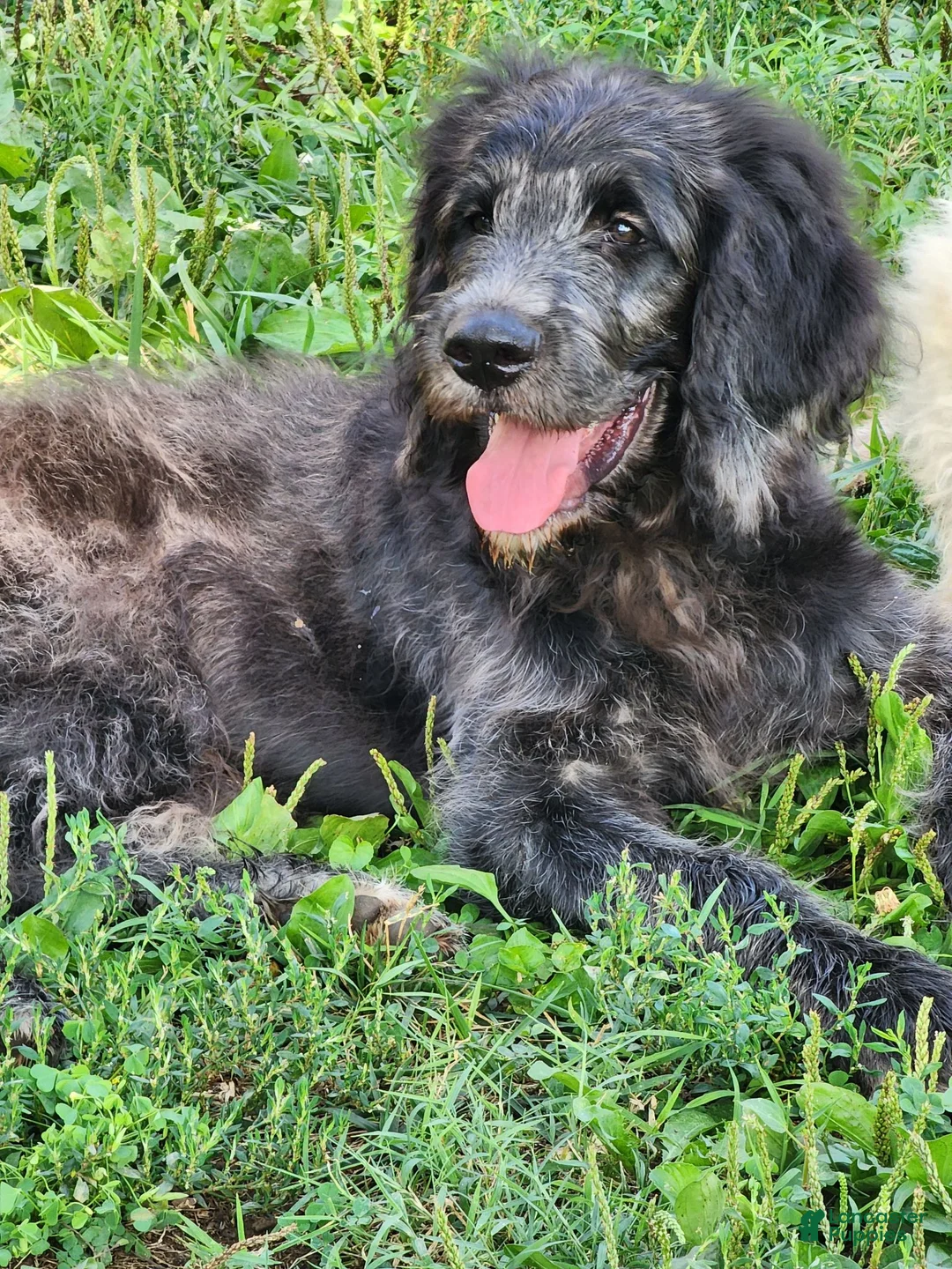Labradoodle dogs for sale: Bill - Ad 2