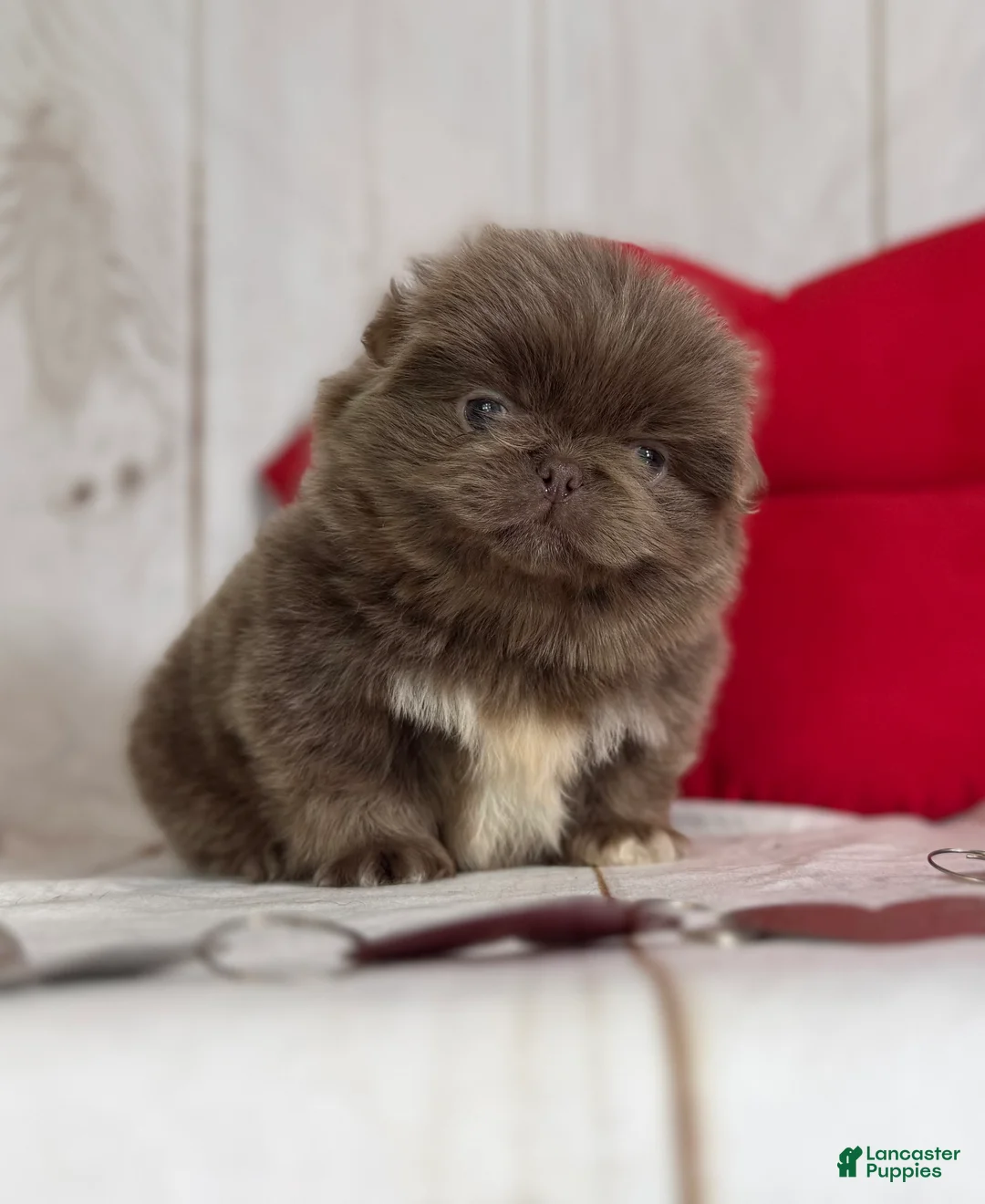 Pekingese dogs for sale: AKC DNA OFA Buddy lilac - Ad 14