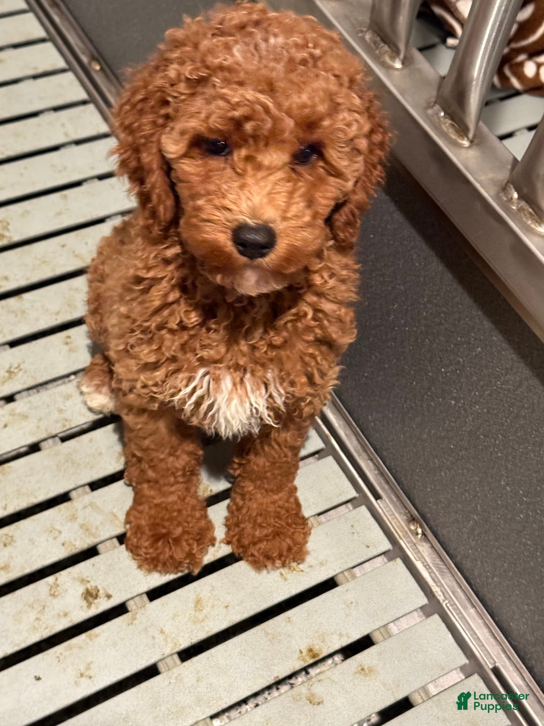 Mini Goldendoodle dogs for sale: Mini Goldendoodle Puppy 5 - Ad 1