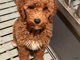 Mini Goldendoodle dogs Mini Goldendoodle Puppy 5 - Ad 2