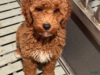 Mini Goldendoodle dogs Mini Goldendoodle Puppy 5 - Ad 26