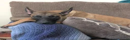 Belgian Malinois dogs for sale: Belgian Malinois 3 - Ad 16