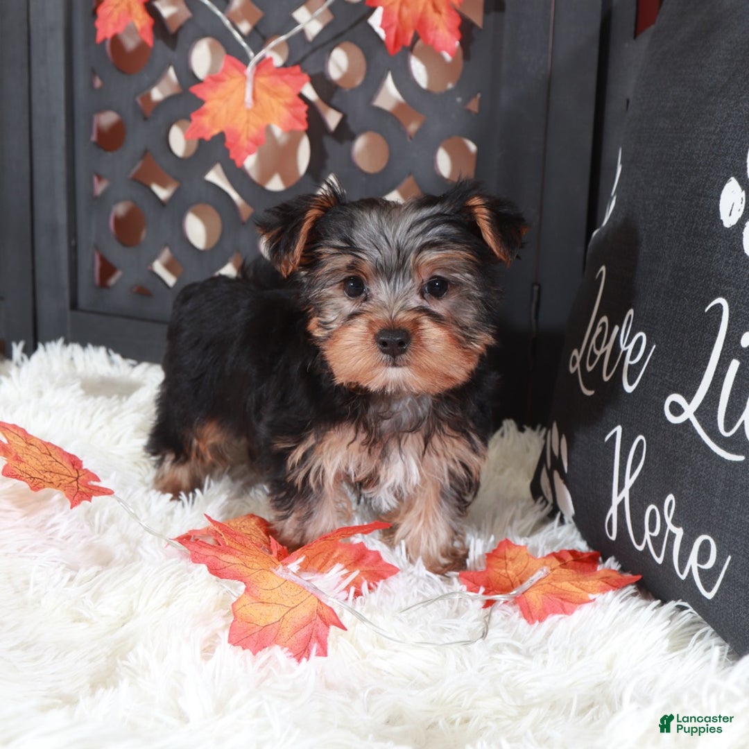 Yorkshire Terrier dogs for sale: Brutus  - Ad 2