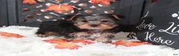 Yorkshire Terrier dogs for sale: Brutus  - Ad 2