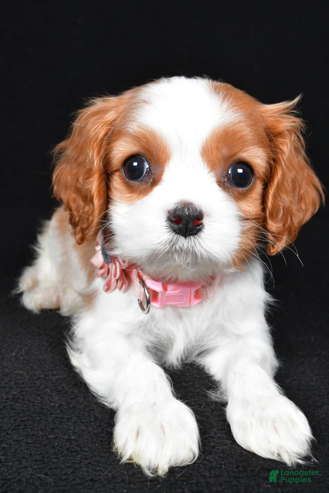 Cavalier King Charles Spaniel dogs for sale: Ruby - Ad 4