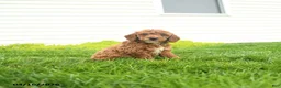 Miniature Poodle dogs for sale: Hector - Ad 1