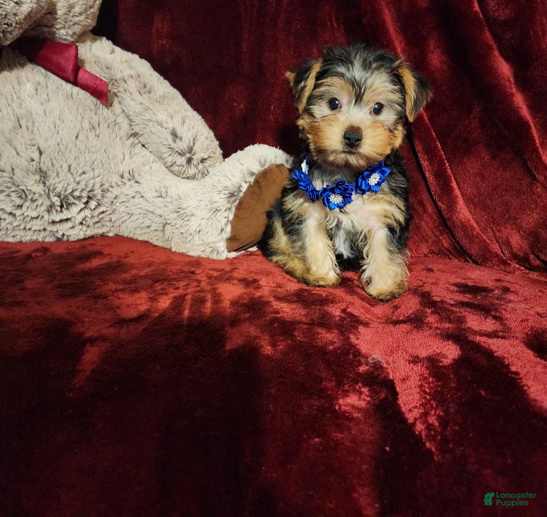 Yorkshire Terrier dogs *KODY* - Ad 34