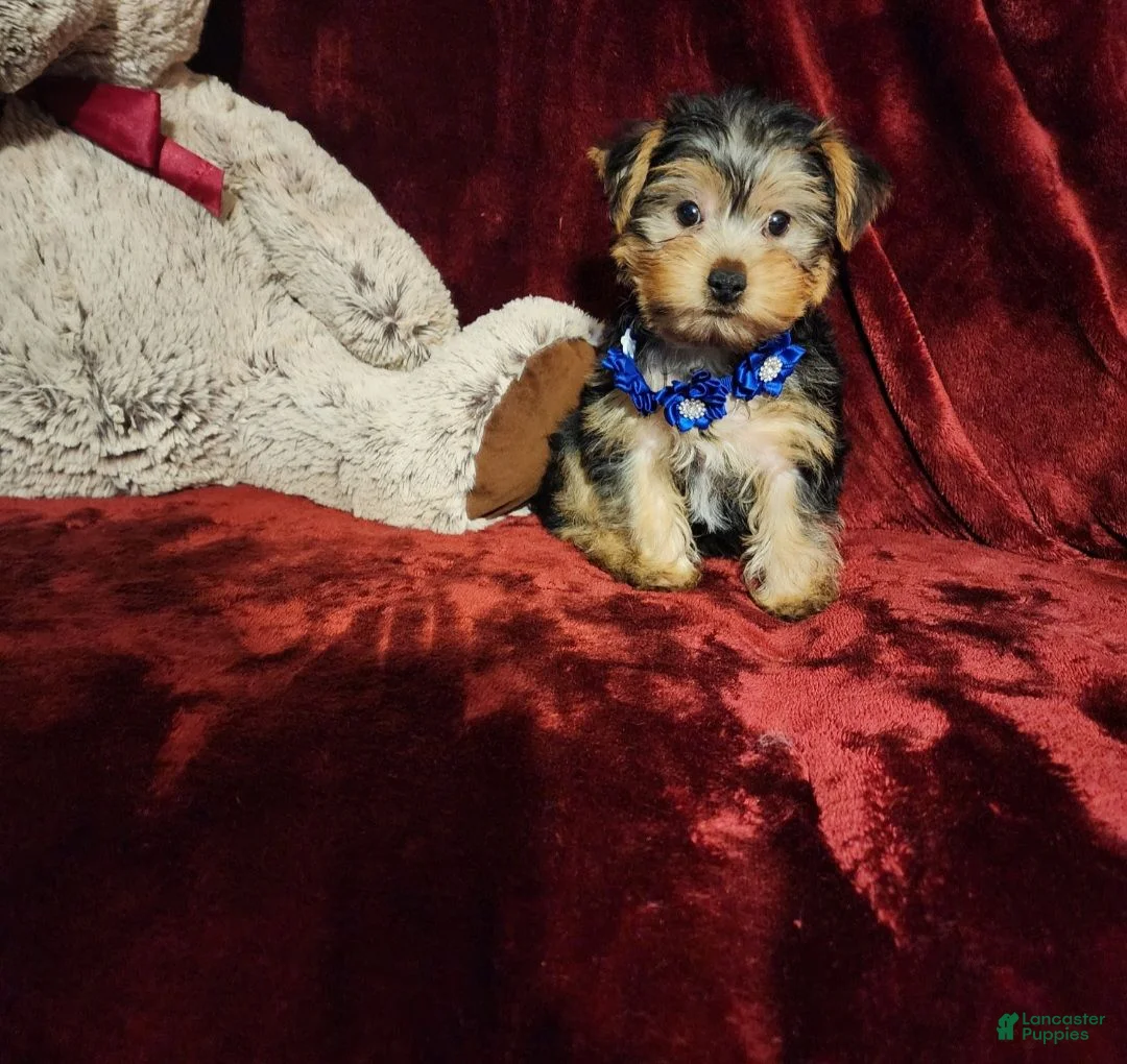 Yorkshire Terrier dogs for sale: *KODY* - Ad 1