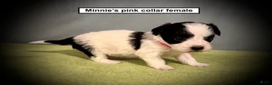 AKC Minnie's Pink Collar Female