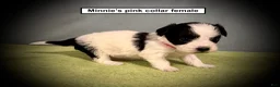 Havanese dogs for sale: AKC Minnie's Pink Collar Female - Ad 1