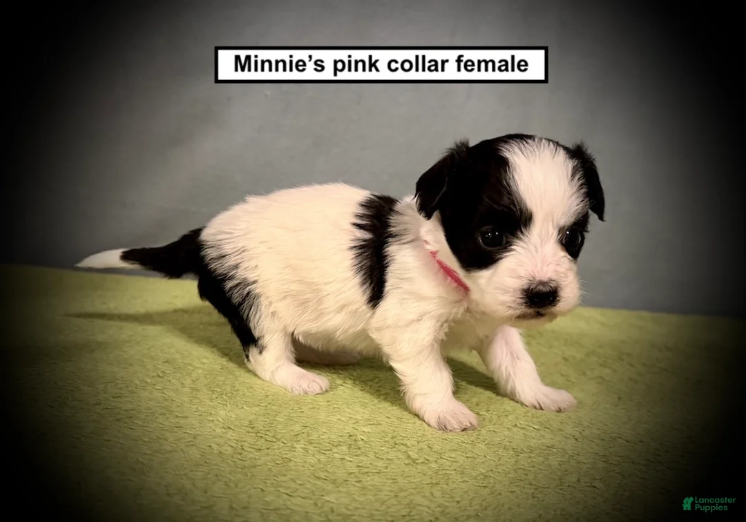 Havanese dogs for sale: AKC Minnie's Pink Collar Female - Ad 1