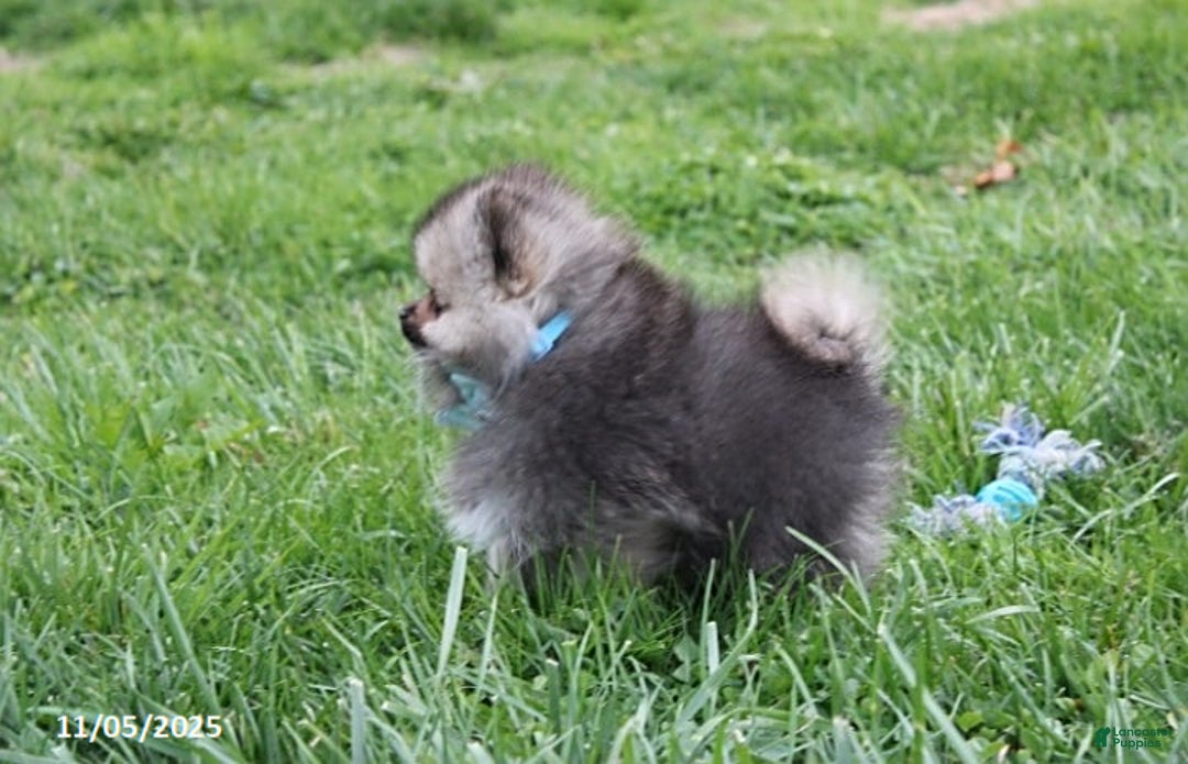 Pomeranian dogs for sale: Major - Ad 15