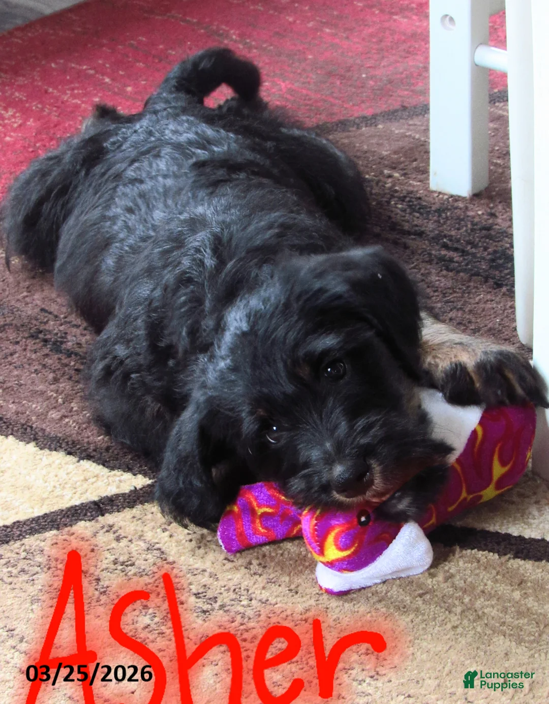 Labradoodle dogs for sale: Asher - Ad 2