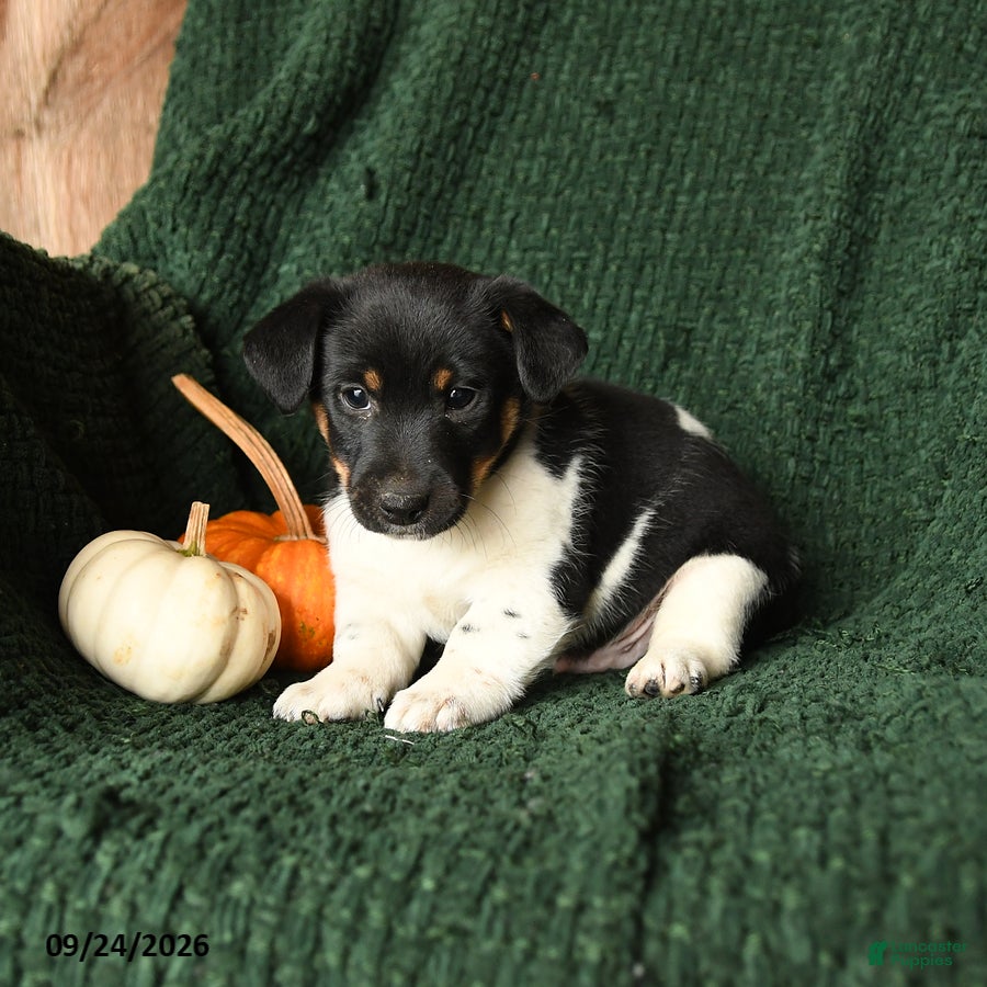 Pennington, Jack Russell
