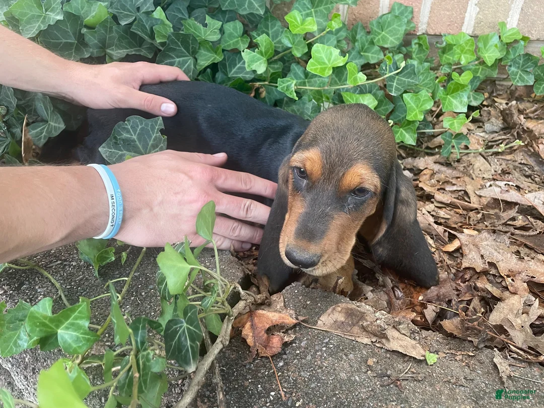 Basset Hound dogs for sale: Beulah (black collar) - Ad 3