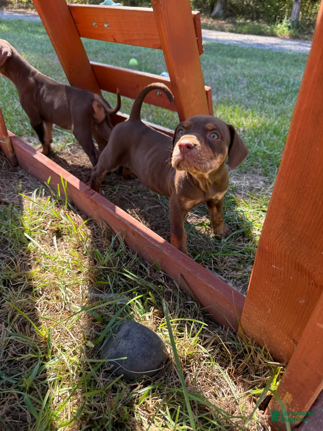 Catahoula Leopard Dog dogs for sale: Foxy Lady - Ad 1