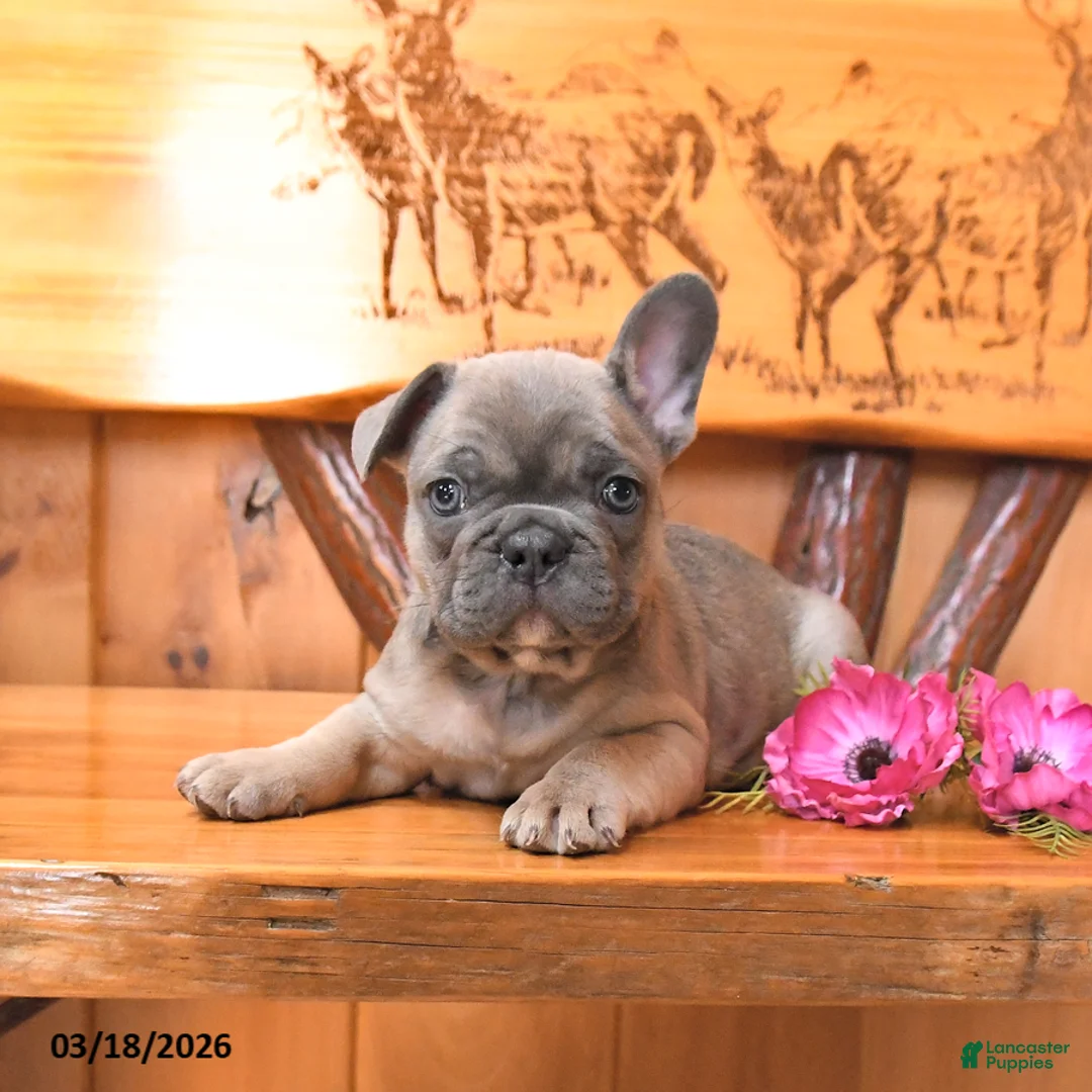 French Bulldog dogs for sale: Scout - Ad 1