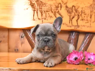 French Bulldog dogs for sale: Scout - Ad 1