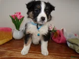 Mini Aussiedoodle Puppy 4 Joline